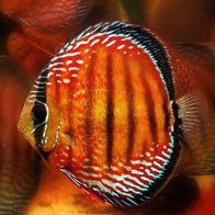Wild Red/Brown Discus 14-15 cm
